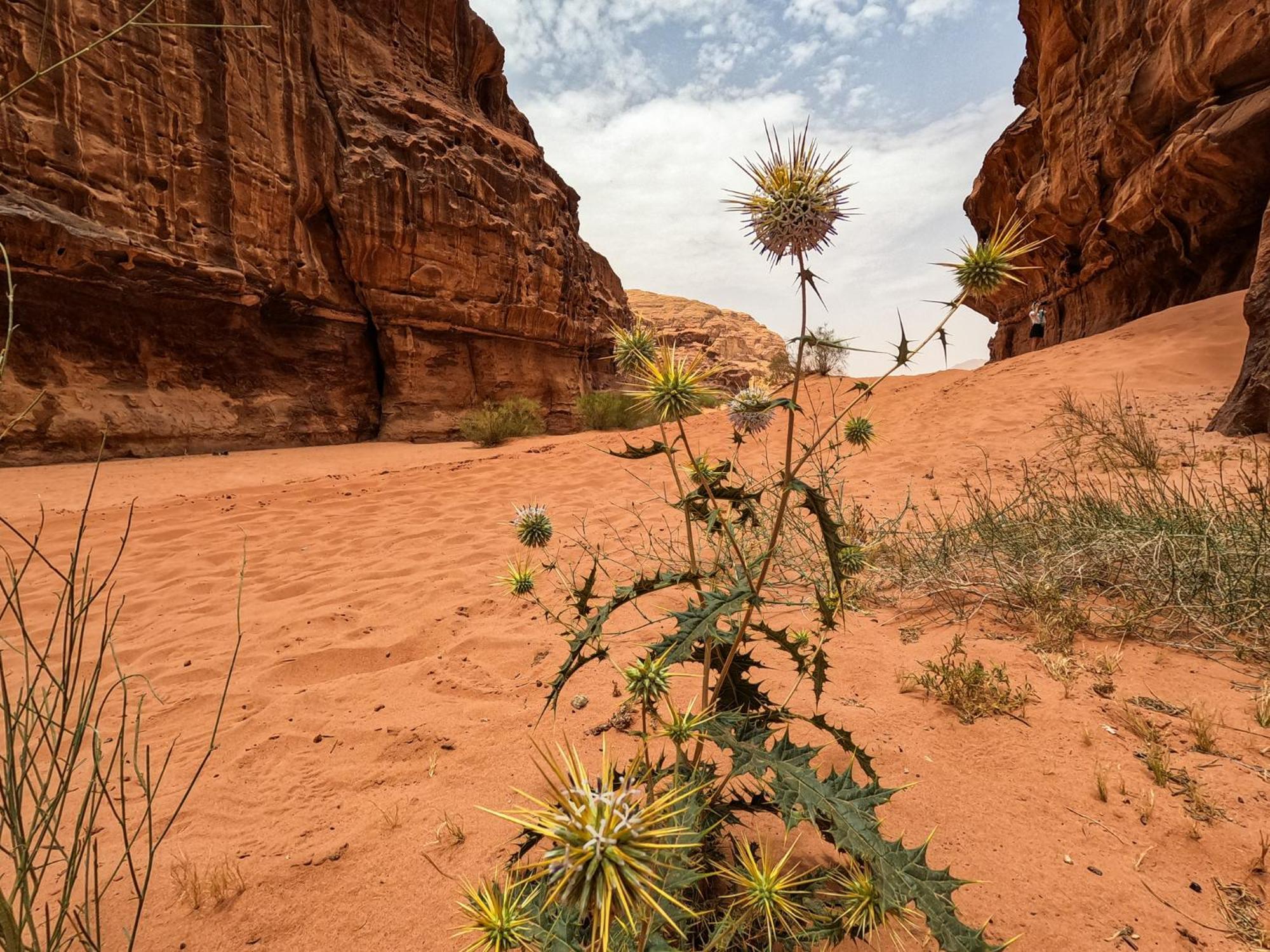 Hotel Stargazing Camp & Tours Wadi Rum Exterior foto