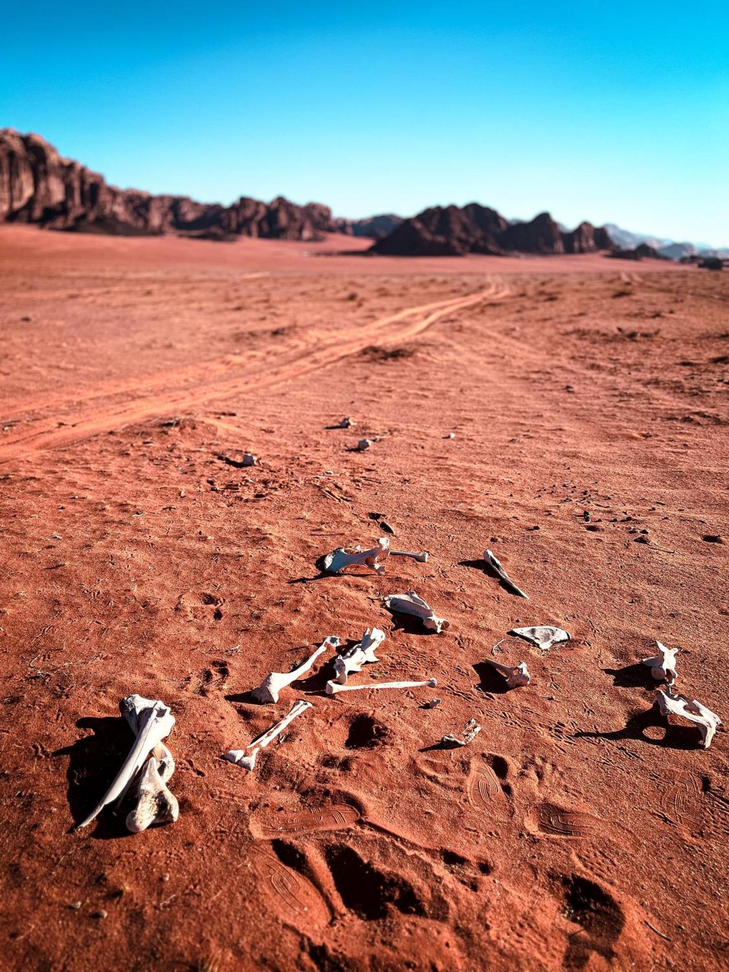 Hotel Stargazing Camp & Tours Wadi Rum Exterior foto